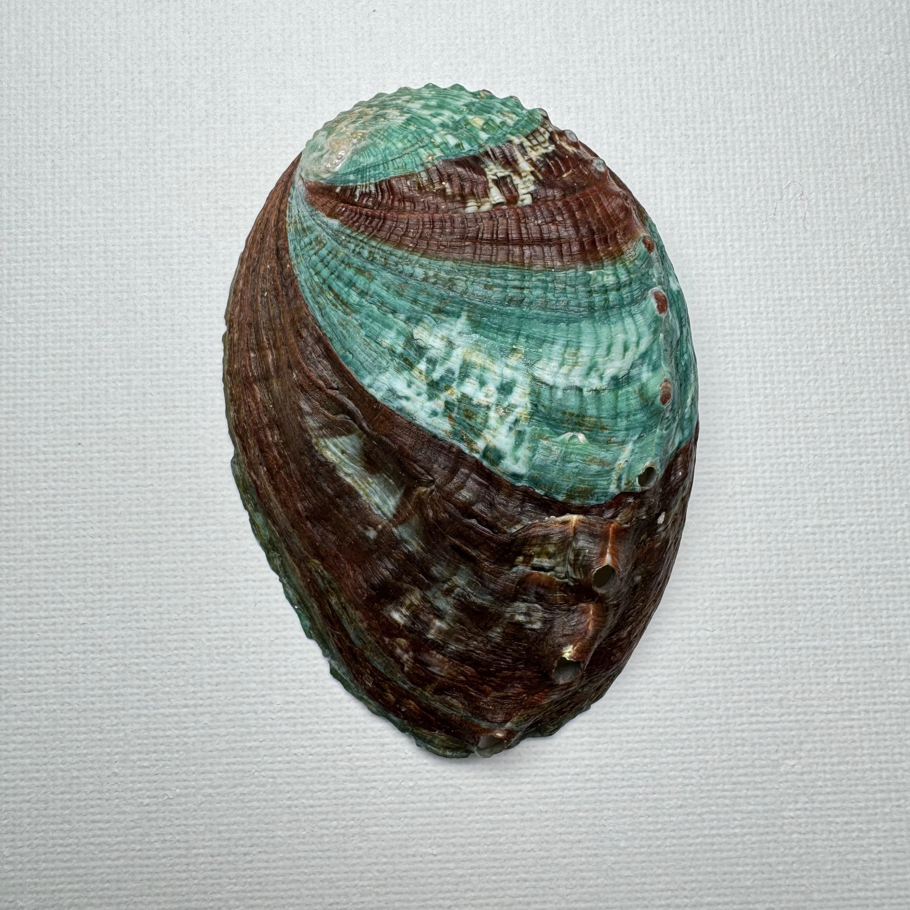 Haliotis discus hannai