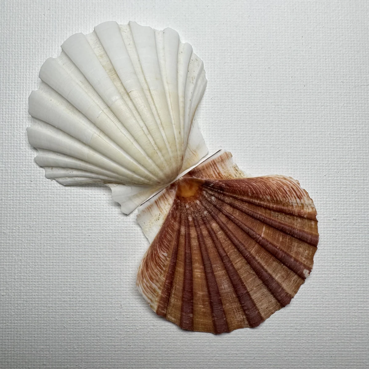 Pecten albicans