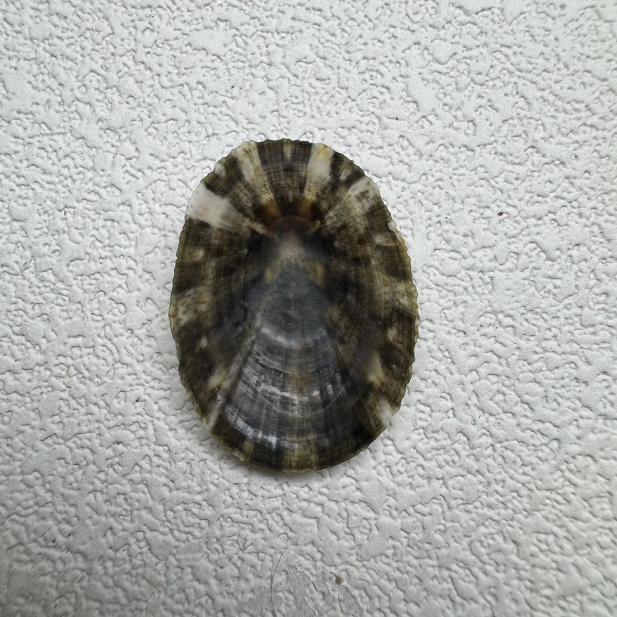Cellana radiata enneagona