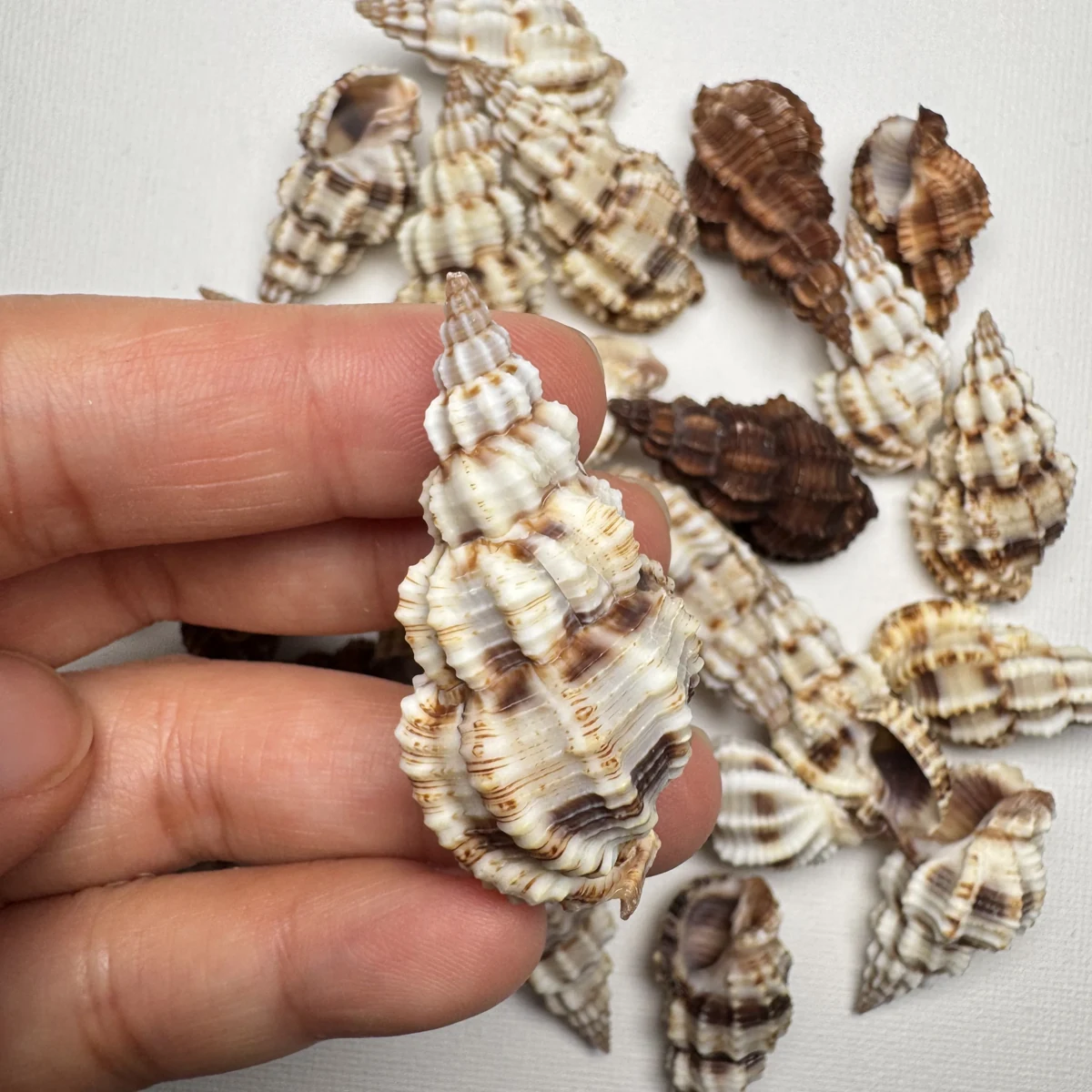 Phos senticosus 