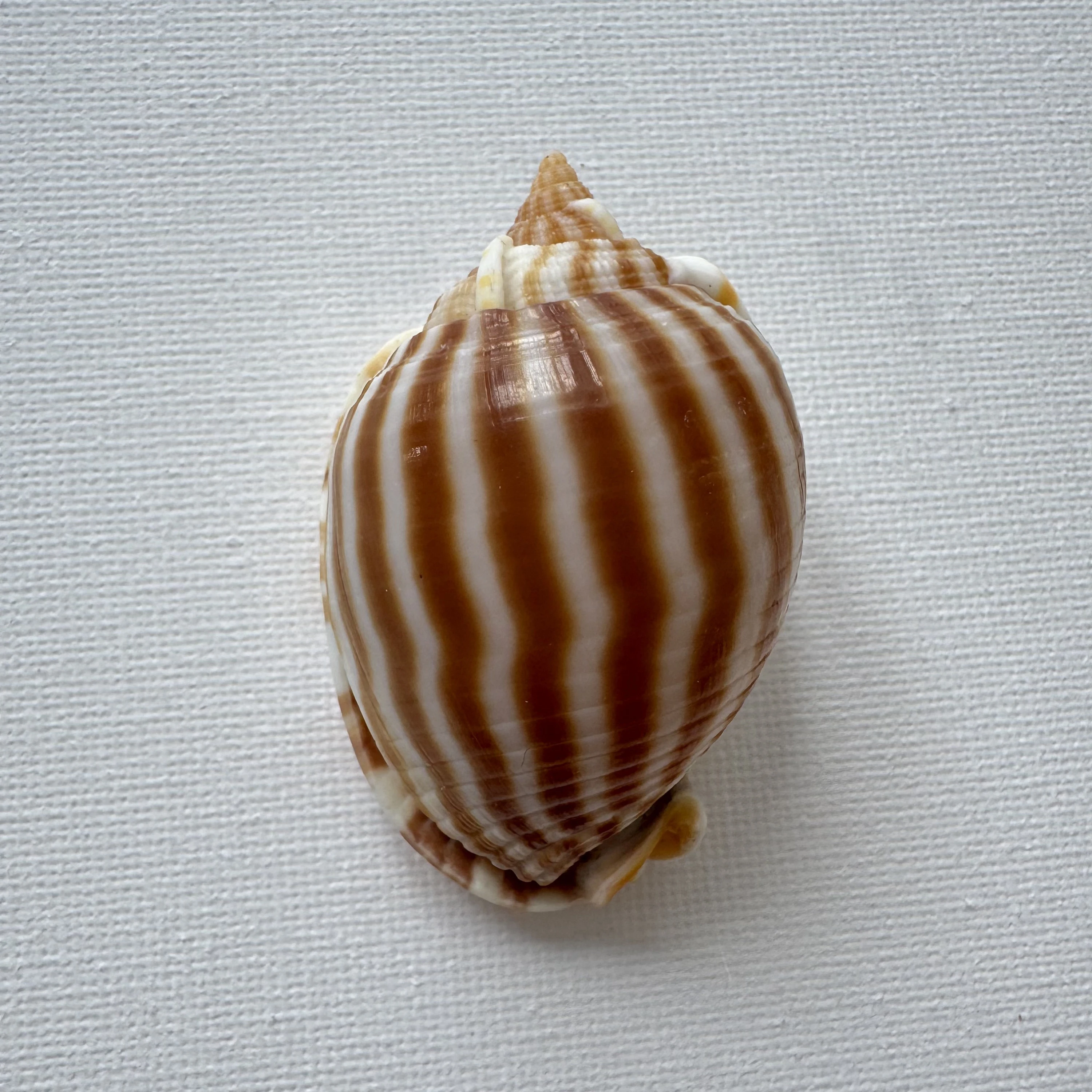 Phalium flammiferum