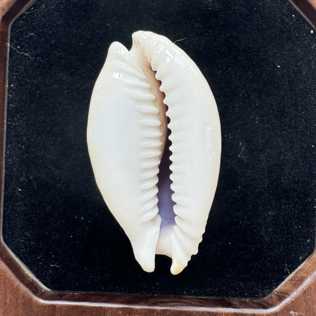 Naria miliaris