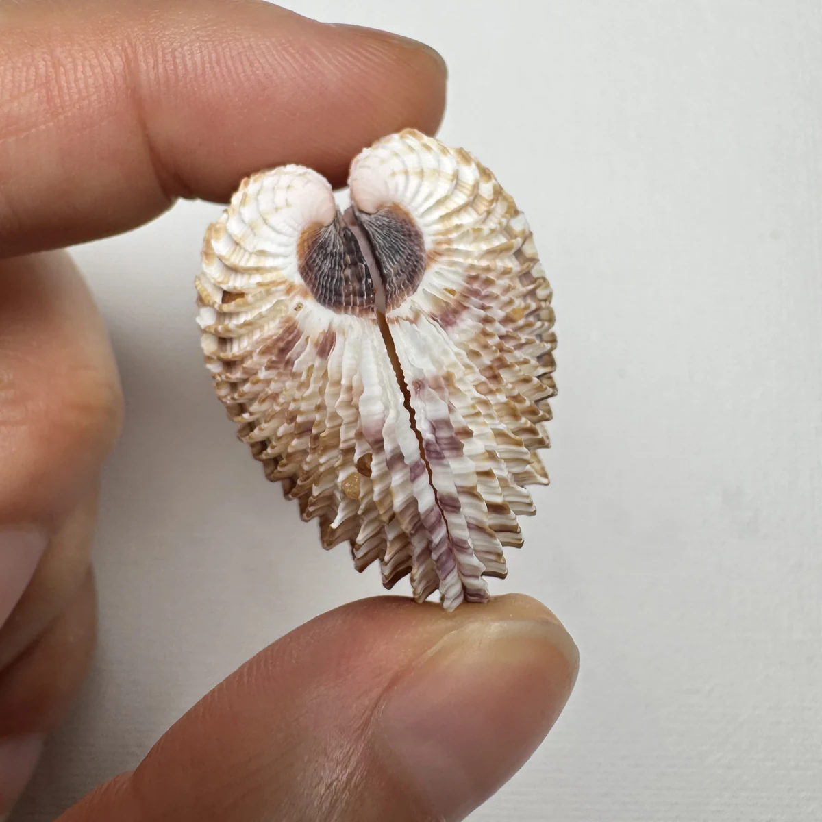 Antigona lamellaris