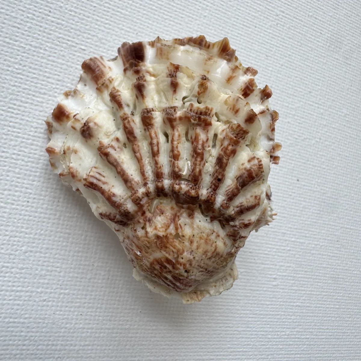 Oyster sp.+Chama sp.
