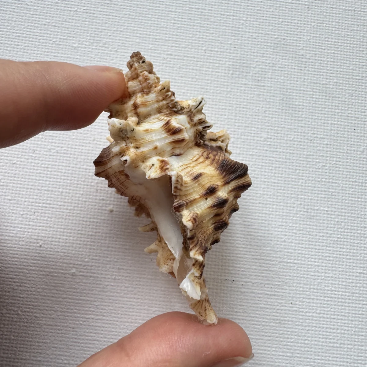 Chicoreus asianus