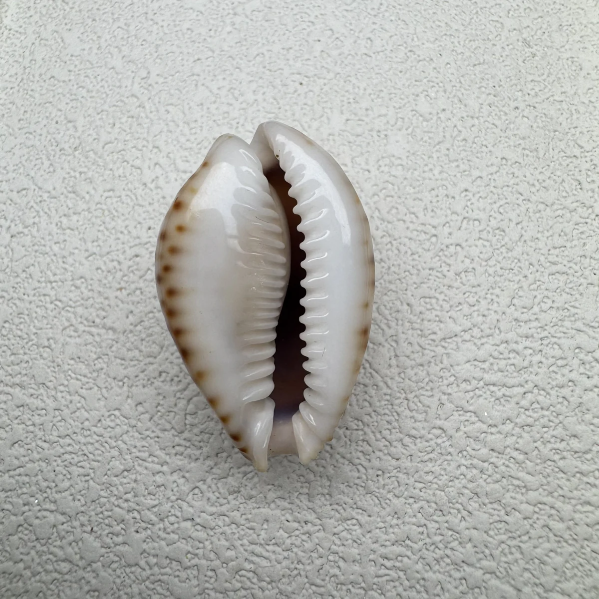 Naria lamarckii