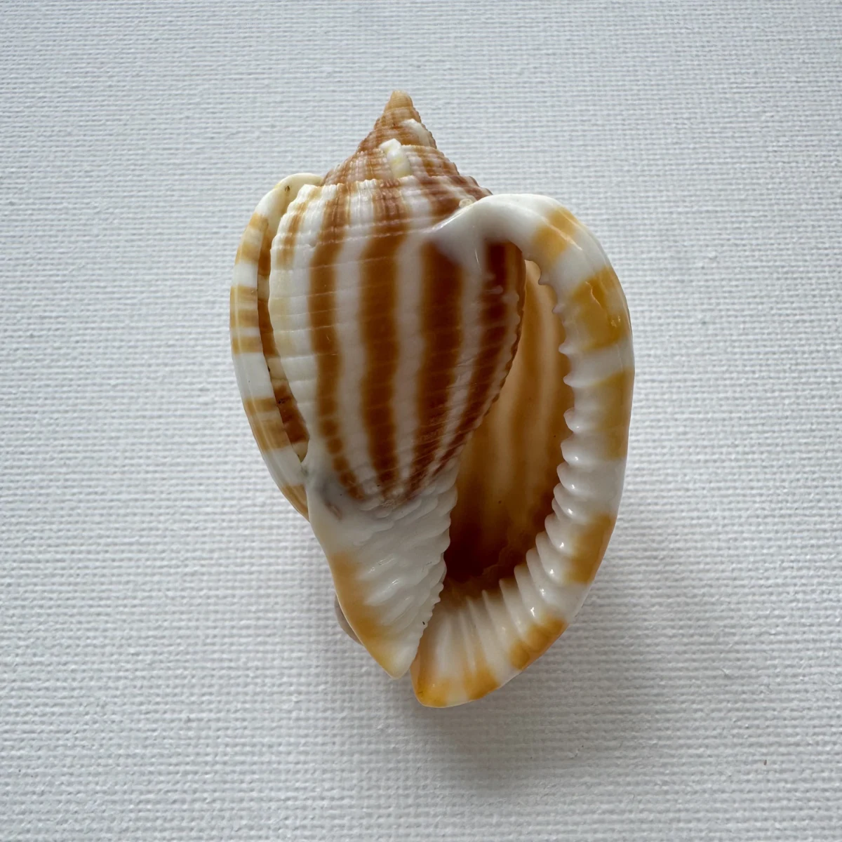 Phalium flammiferum