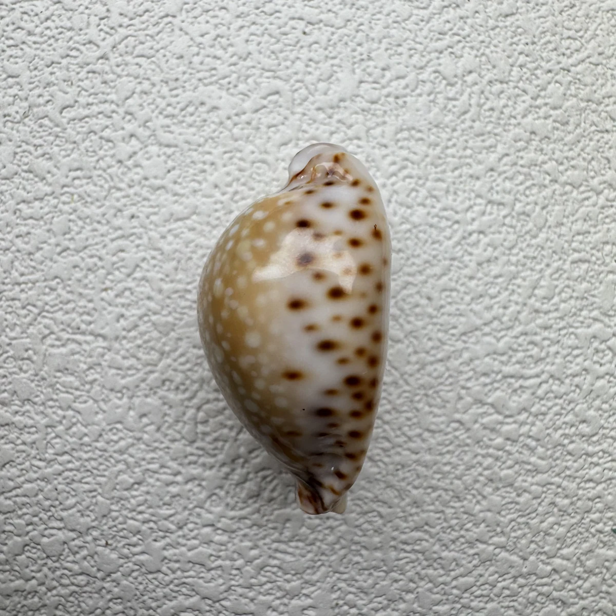 Naria lamarckii