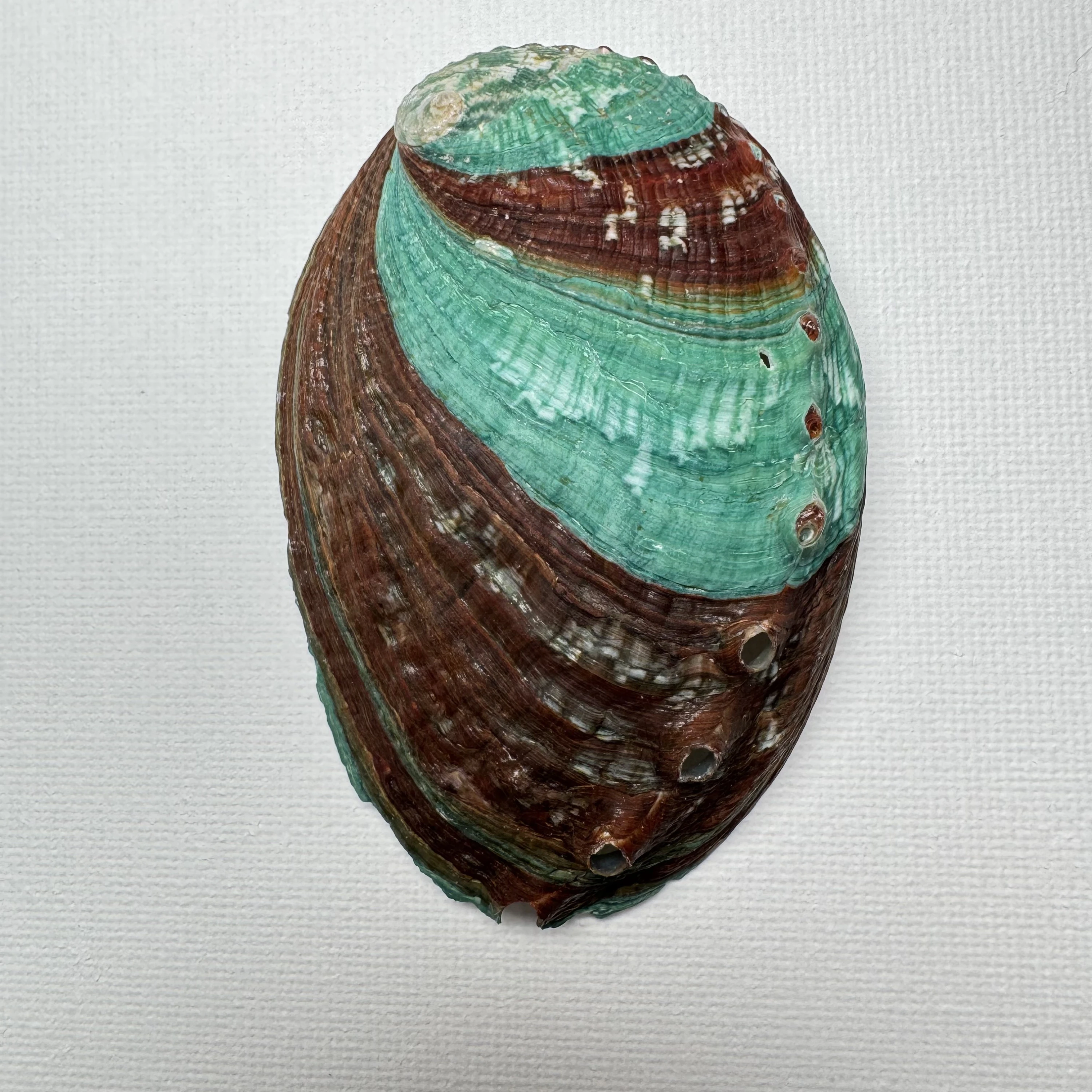 Haliotis discus hannai