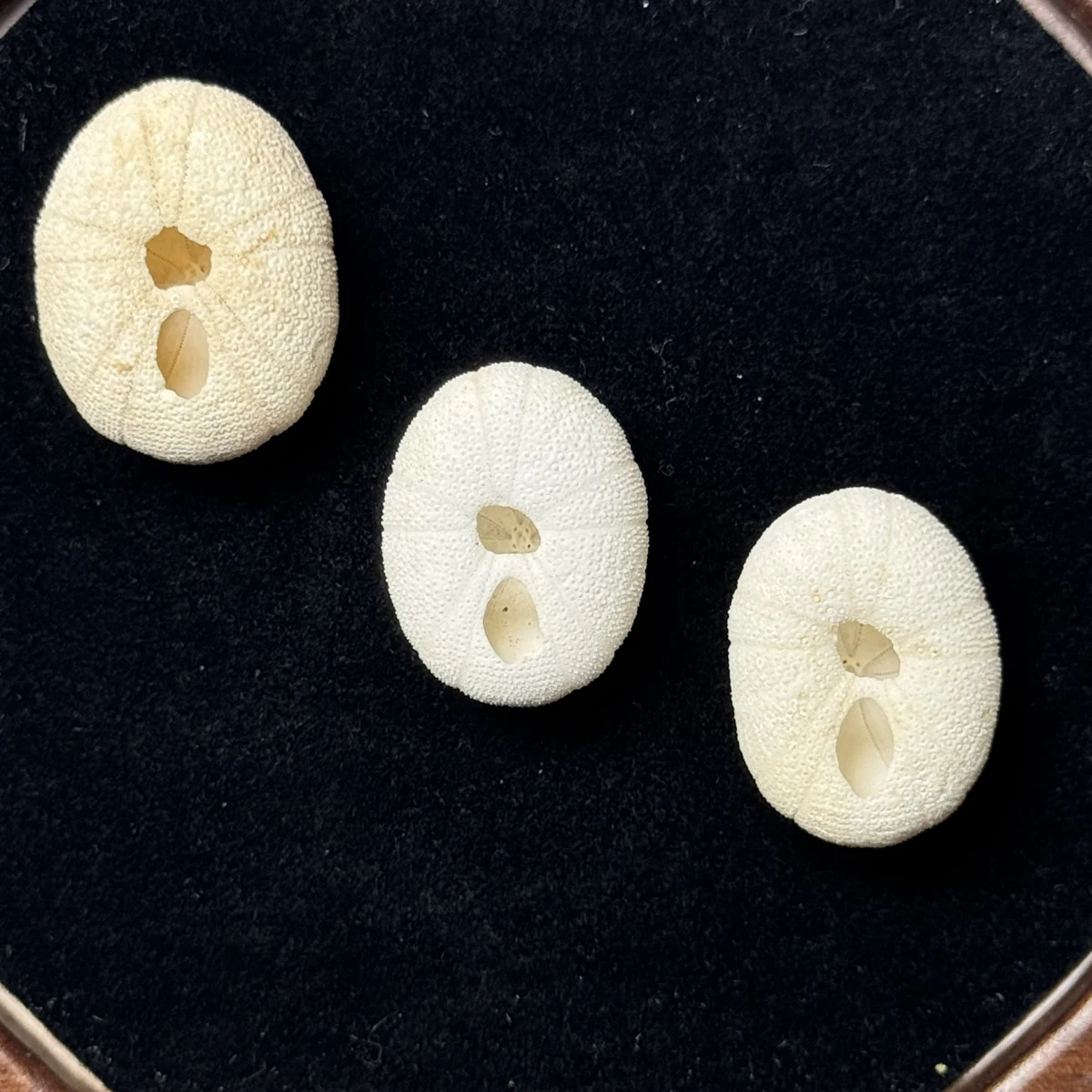 Echinoneus cyclostomus