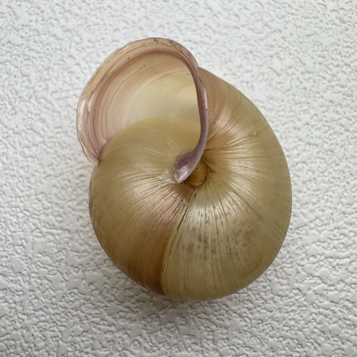 Euhadra amaliae