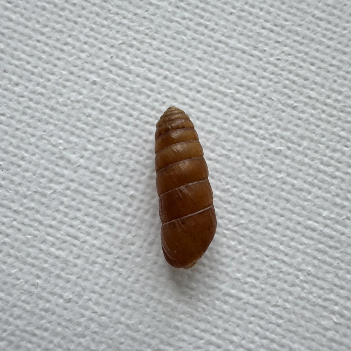 Pseudobuliminus sp.