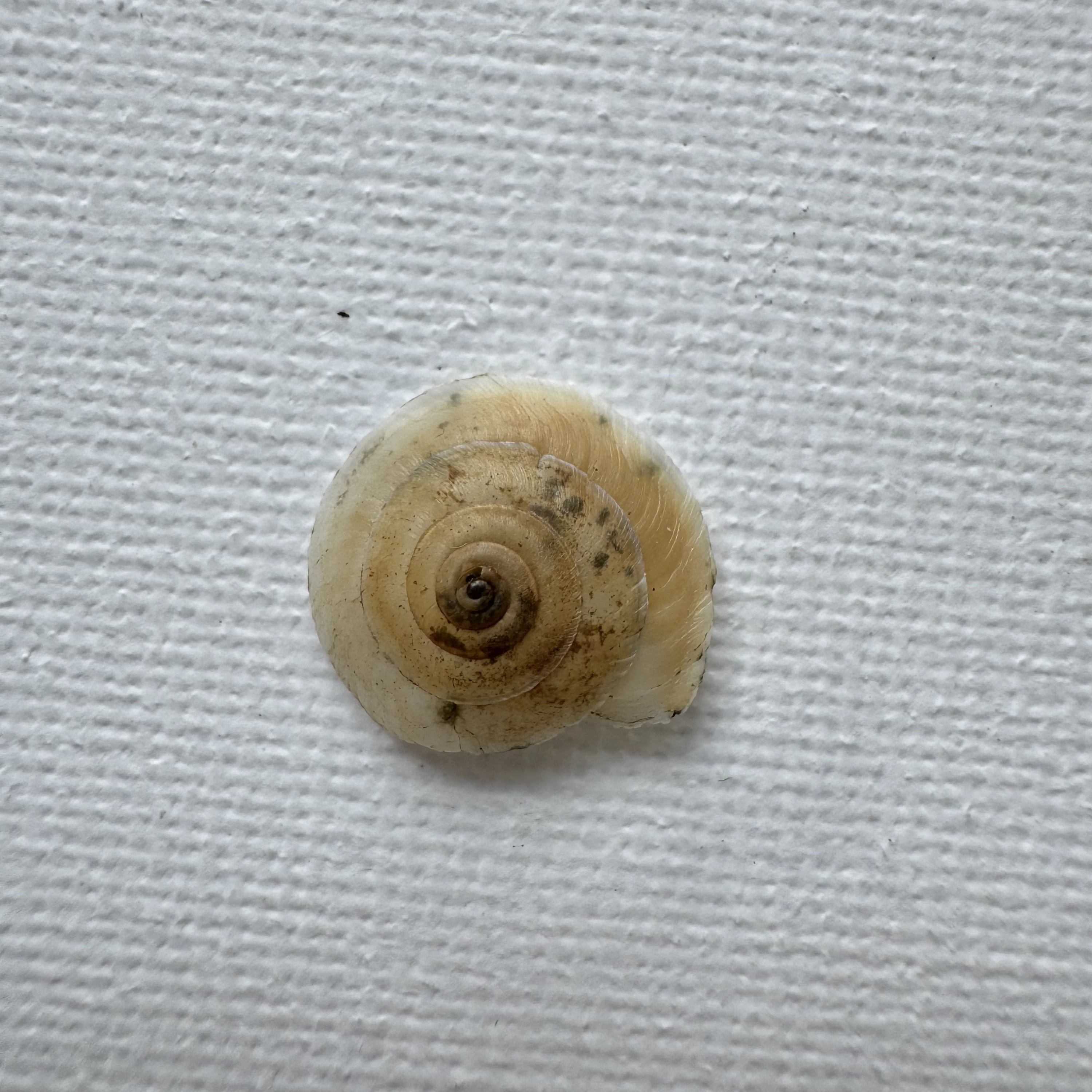 Bradybaena strictotaenia