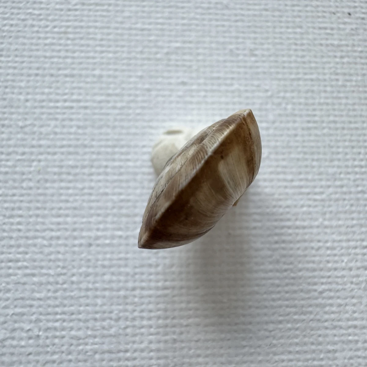  Laeocathaica pewzowi 