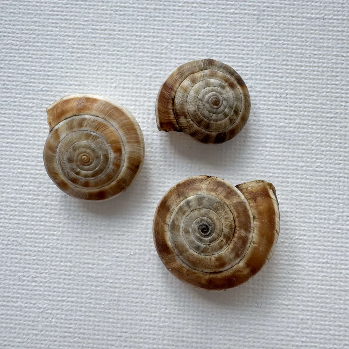 Laeocathaica carinifera
