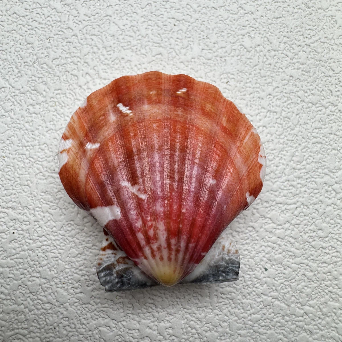 Bractechlamys vexillum