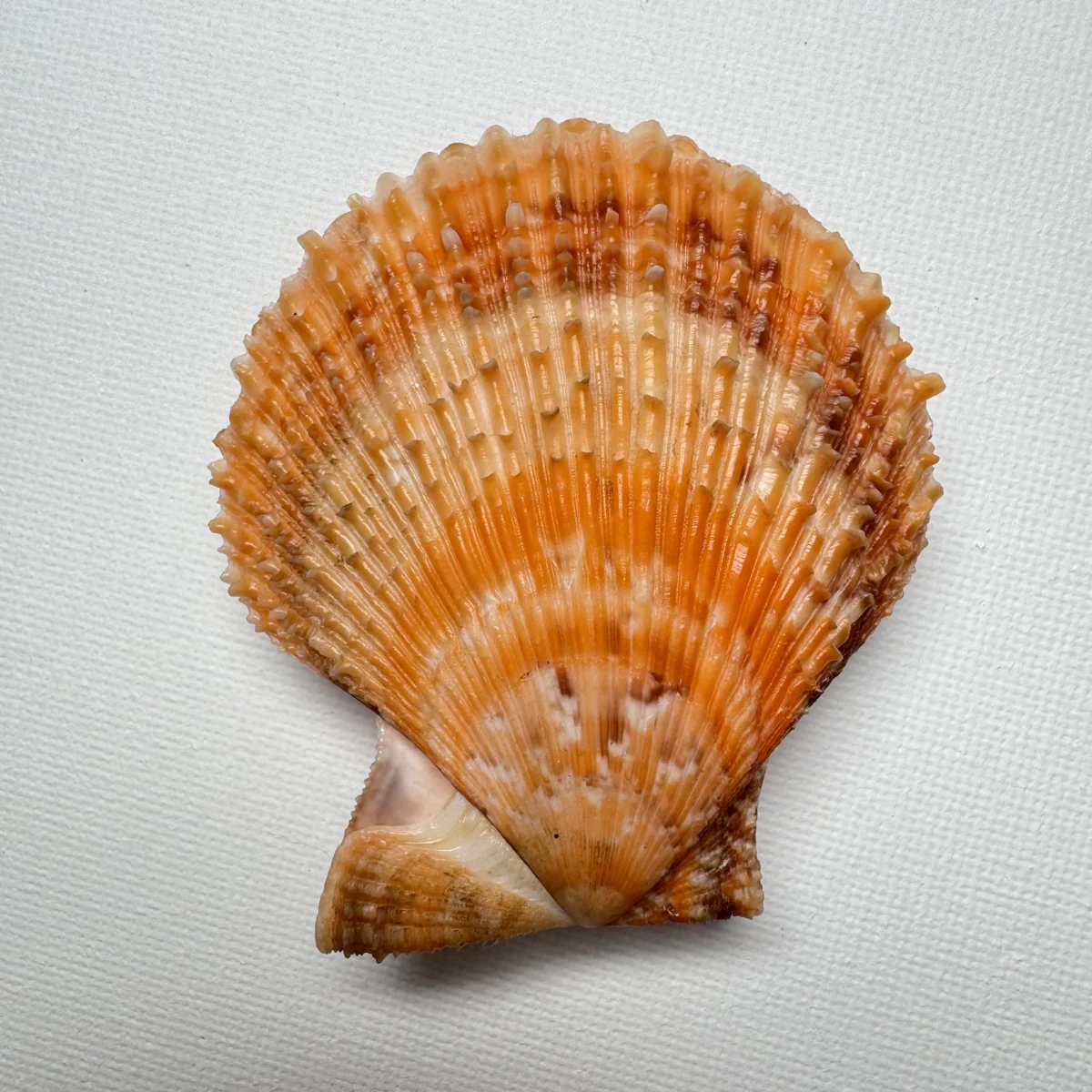 Scaeochlamys farreri