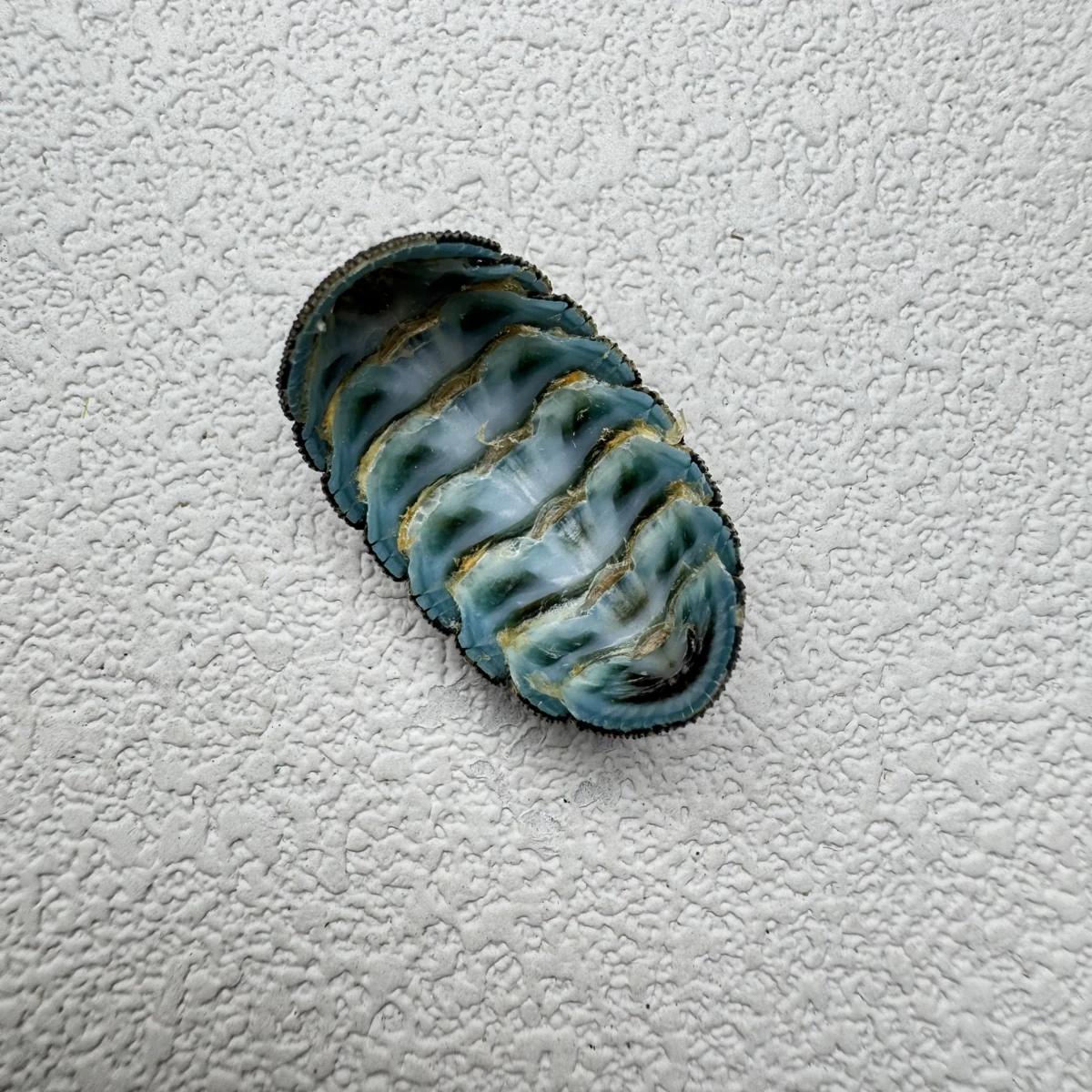 Lepidozona coreanica