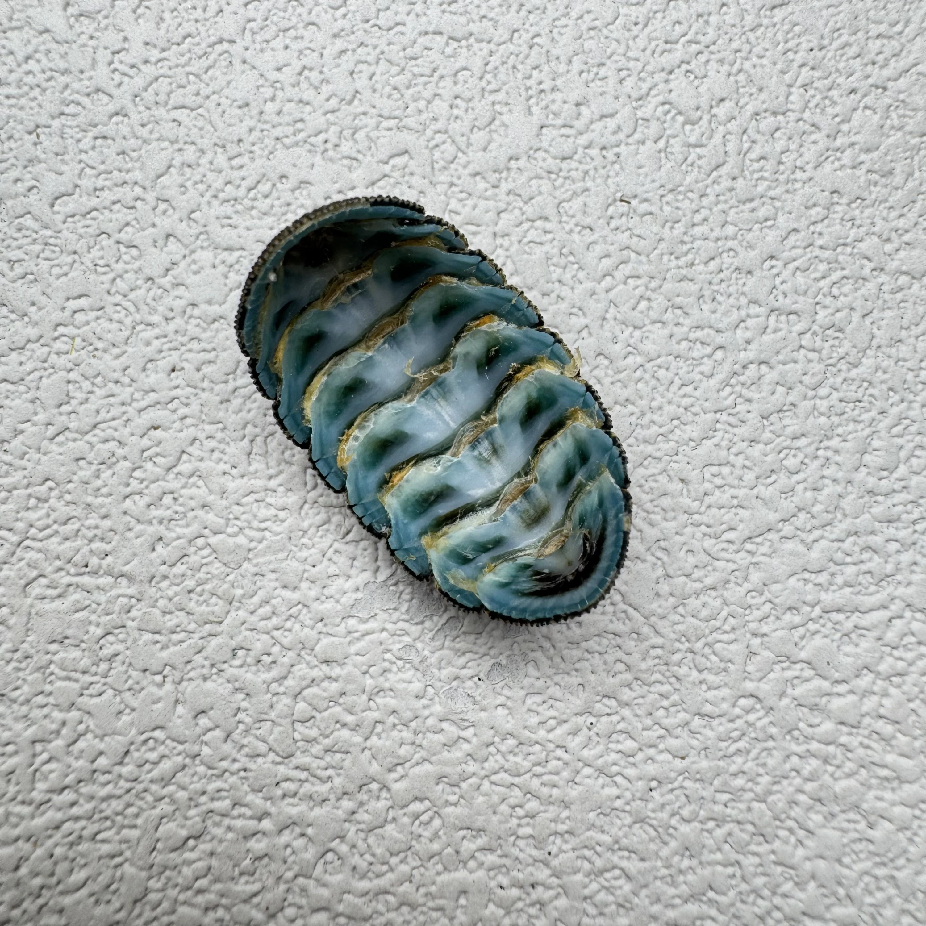 Lepidozona coreanica