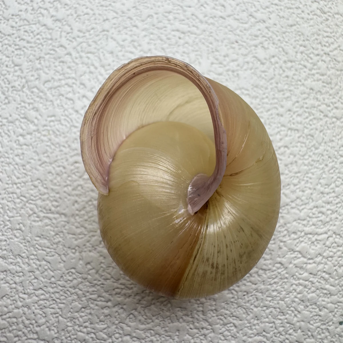Euhadra amaliae