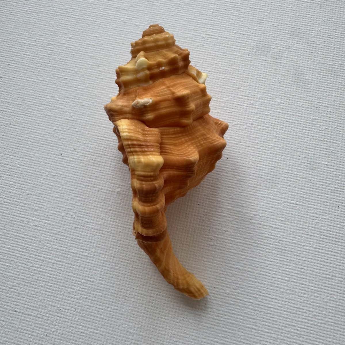 Ranularia pyrum