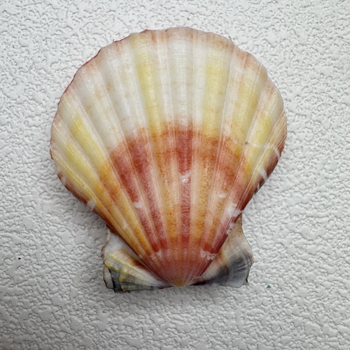 Bractechlamys vexillum