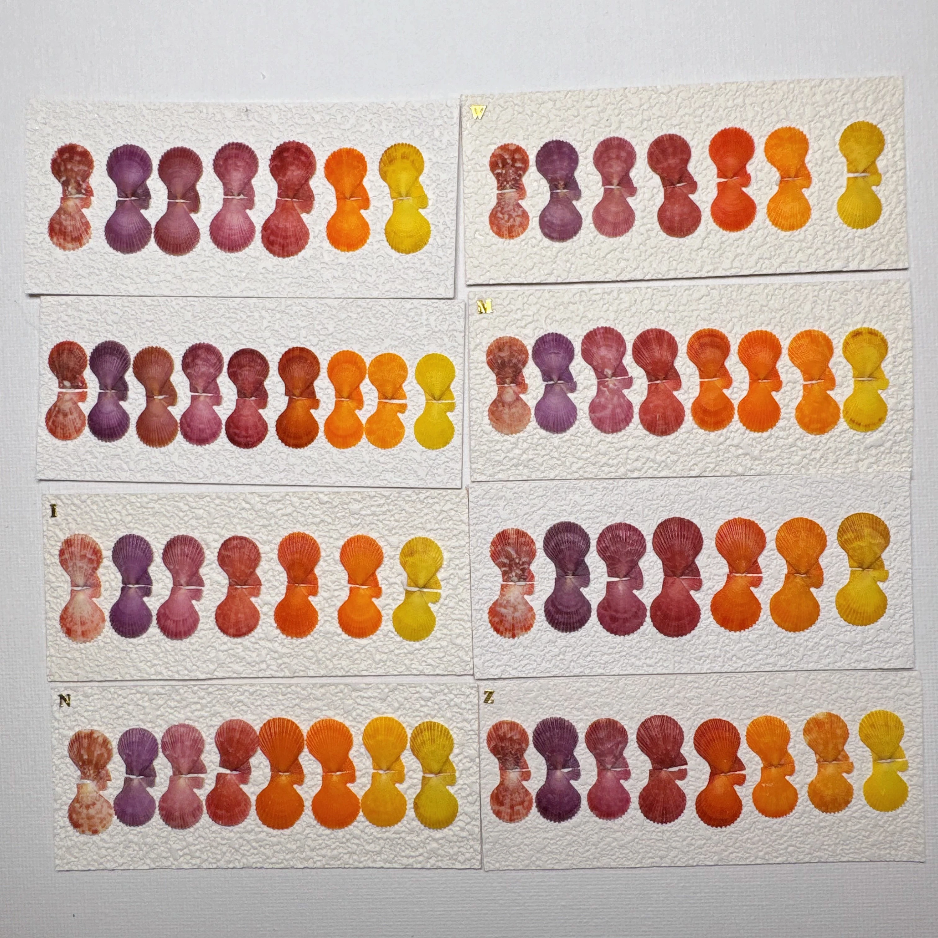 Mimachlamys crassicostata COLOR SET