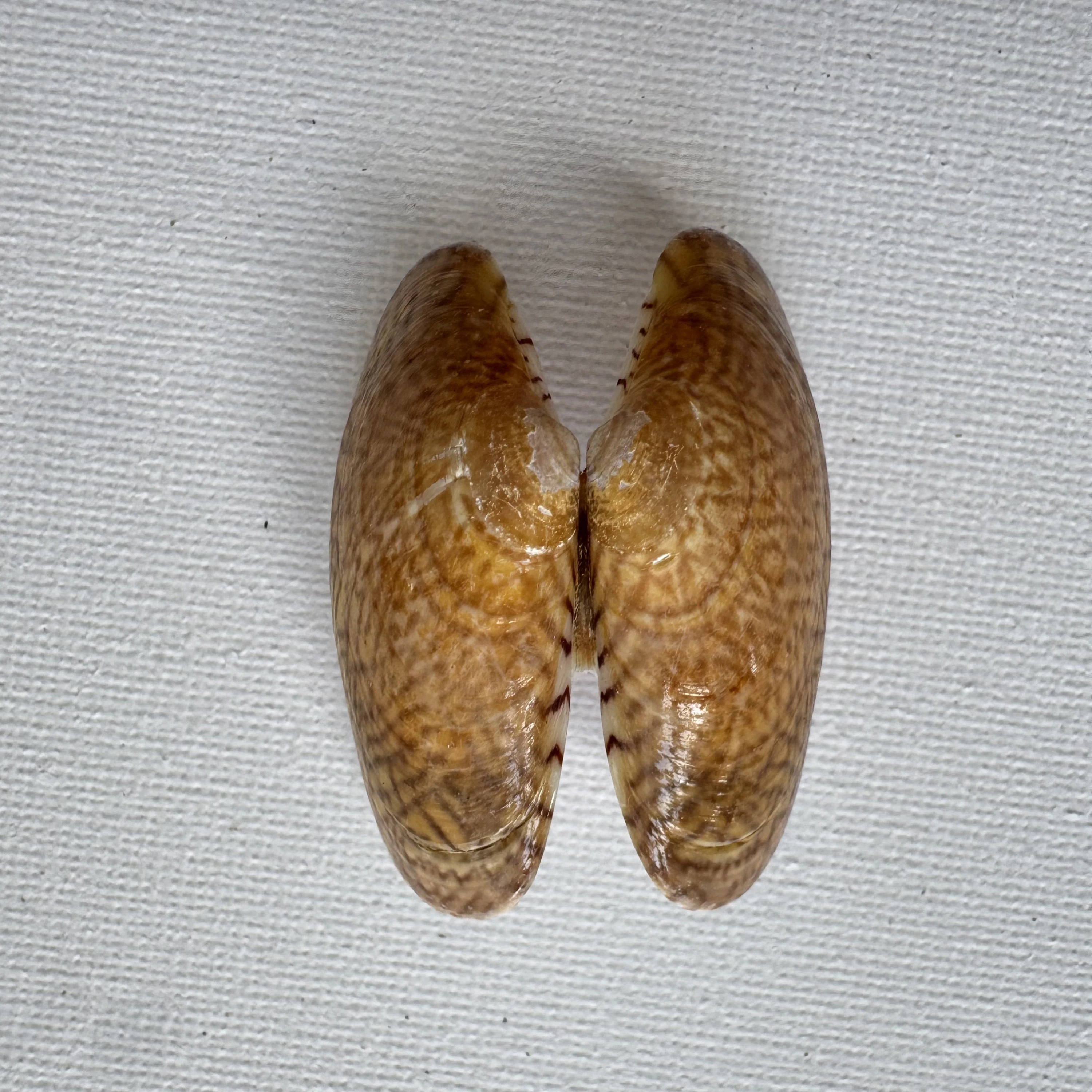 Paphia undulata