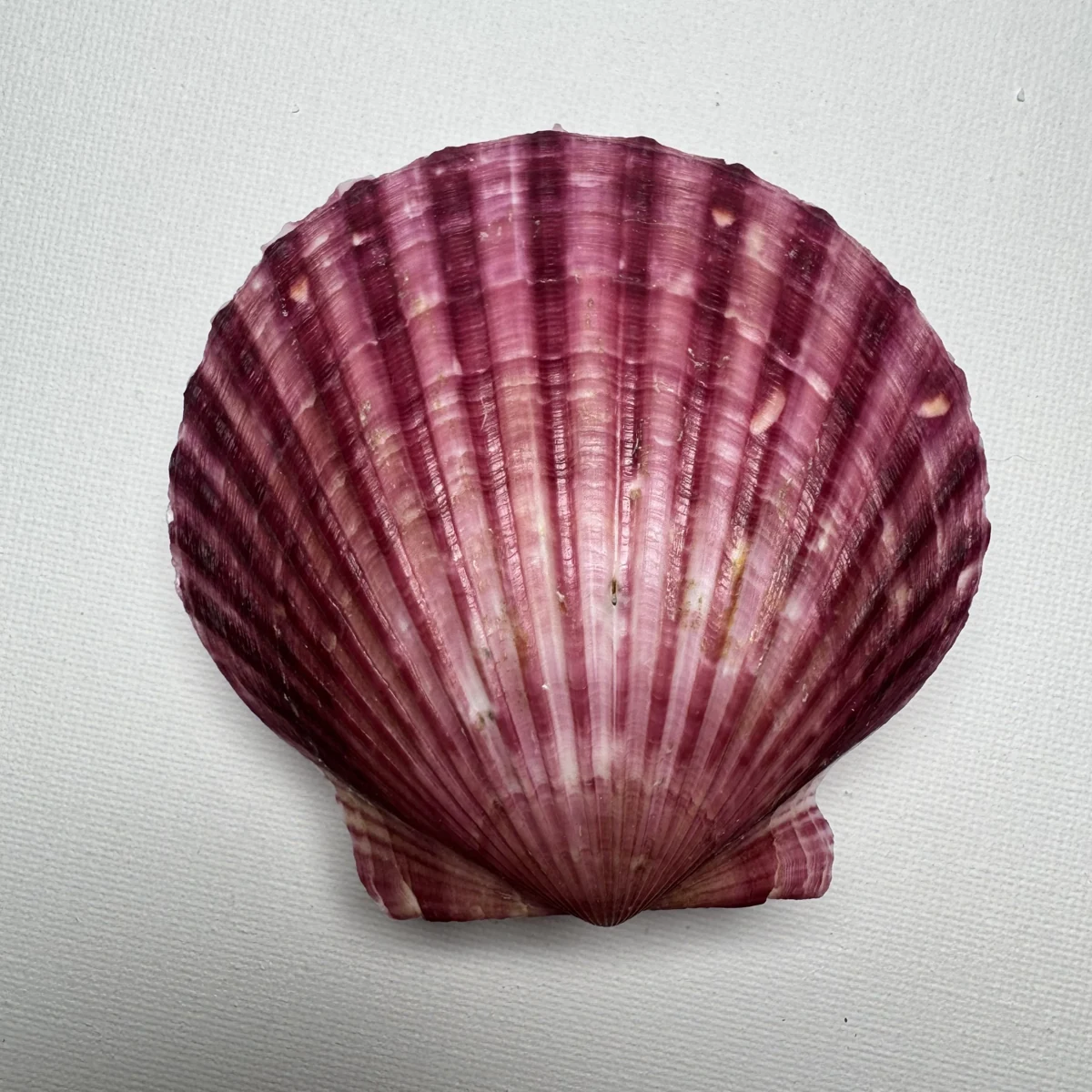 Argopecten irradians