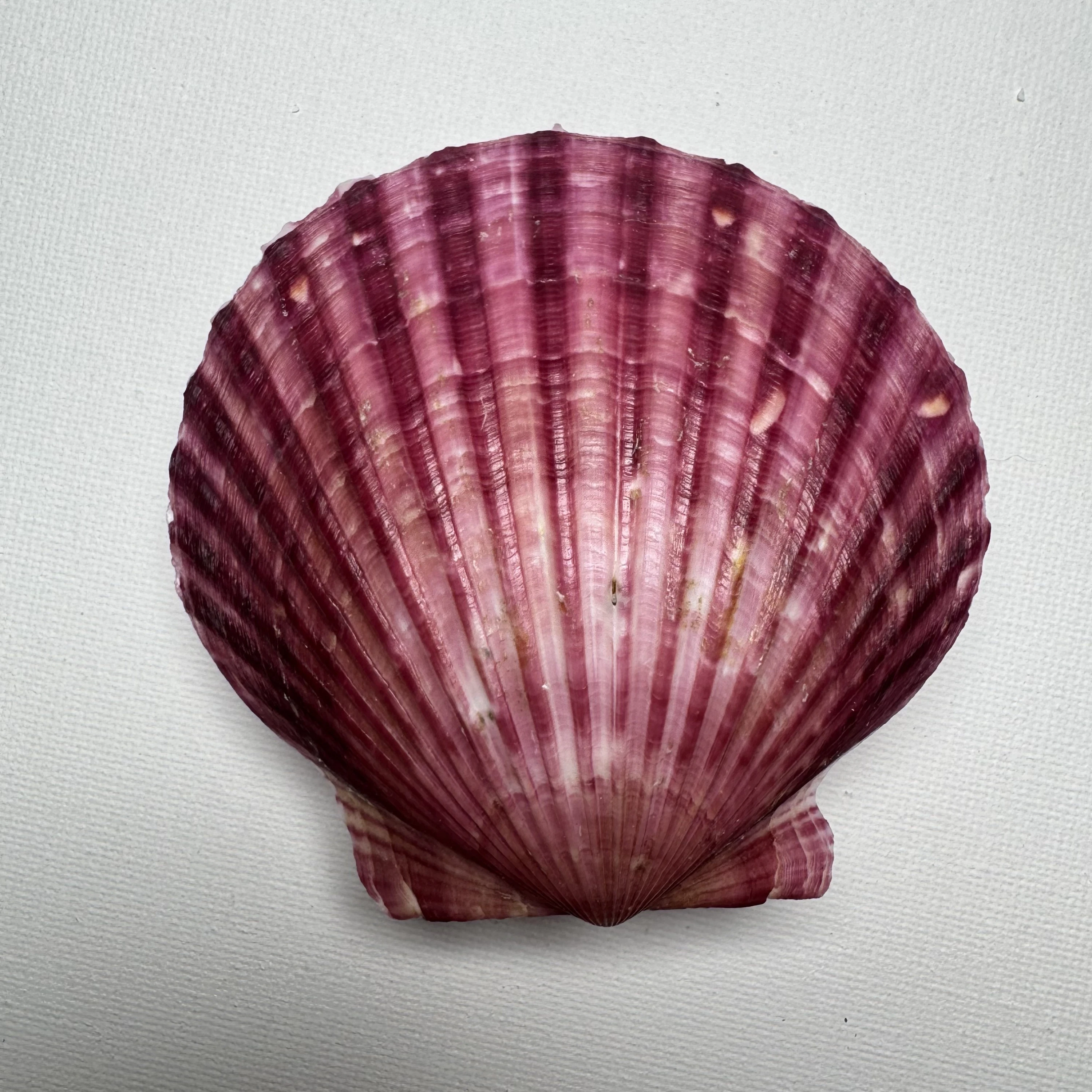 Argopecten irradians