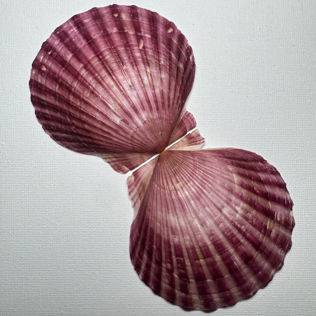 Argopecten irradians