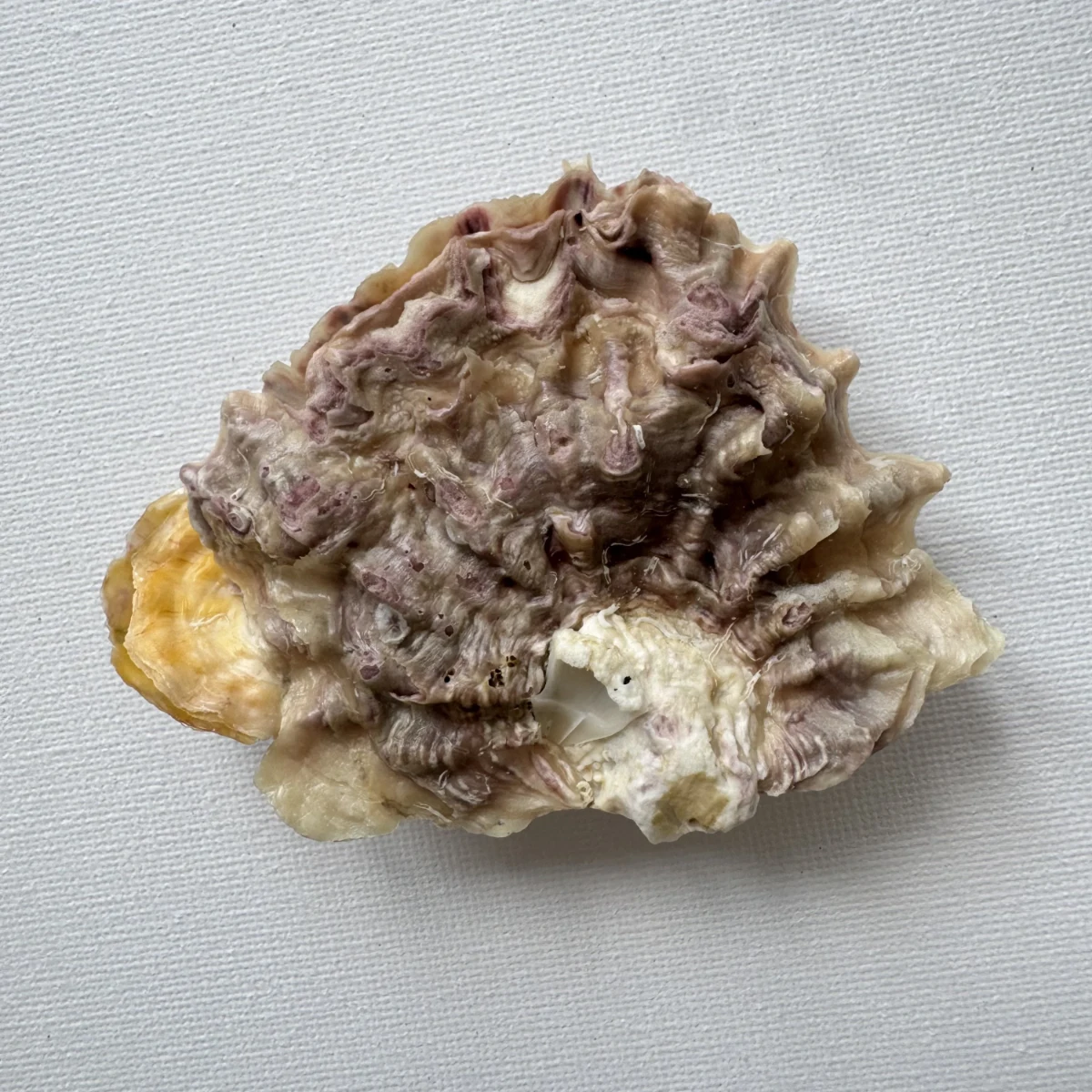 Alectryonella plicatula .+Dendostrea folium（yellow）