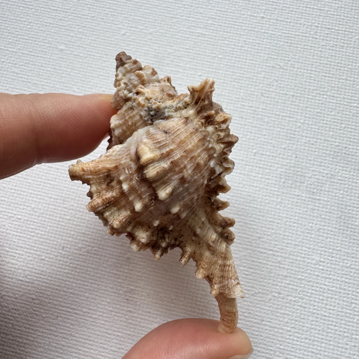 Chicoreus asianus
