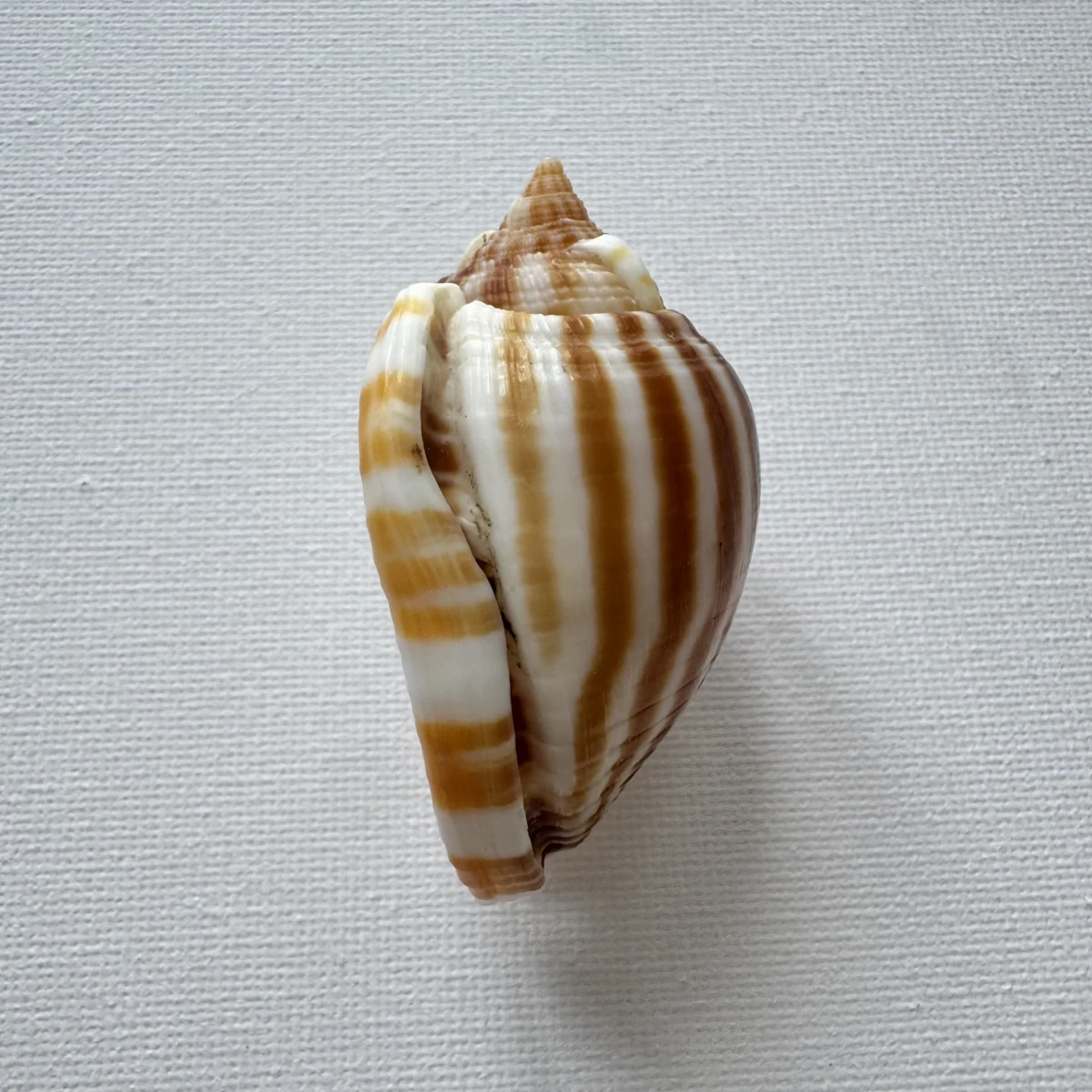 Phalium flammiferum