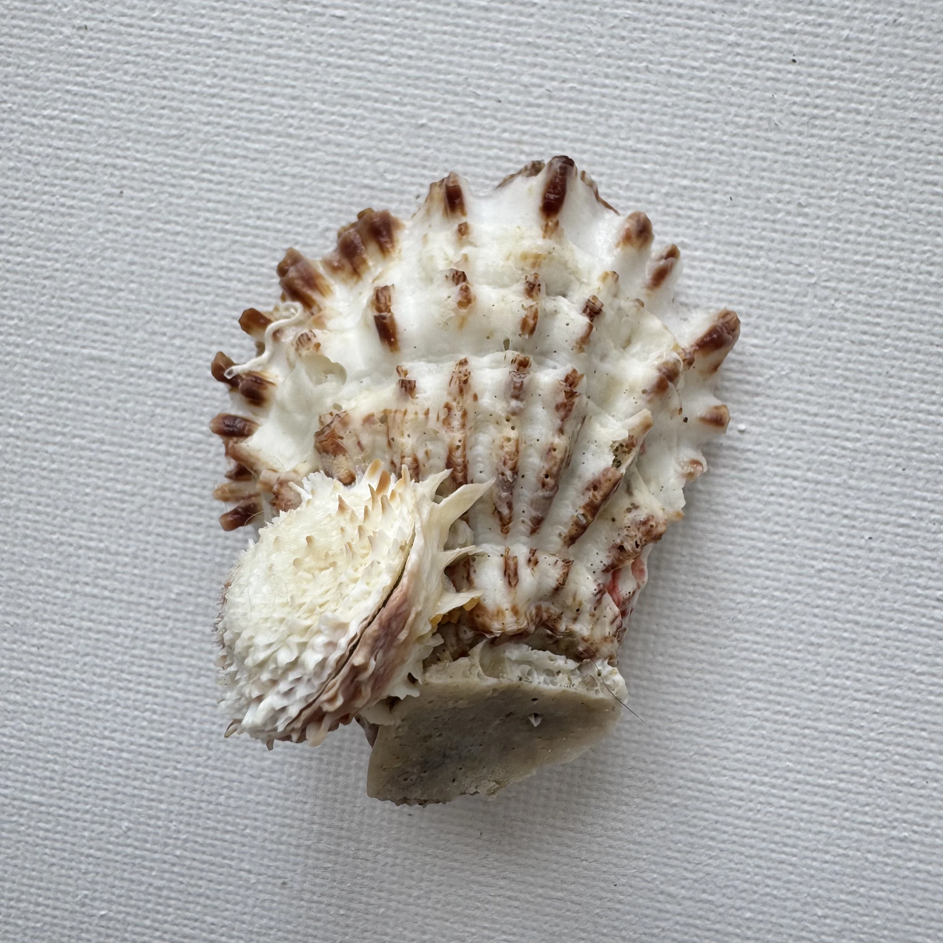 Oyster sp.+Chama sp.