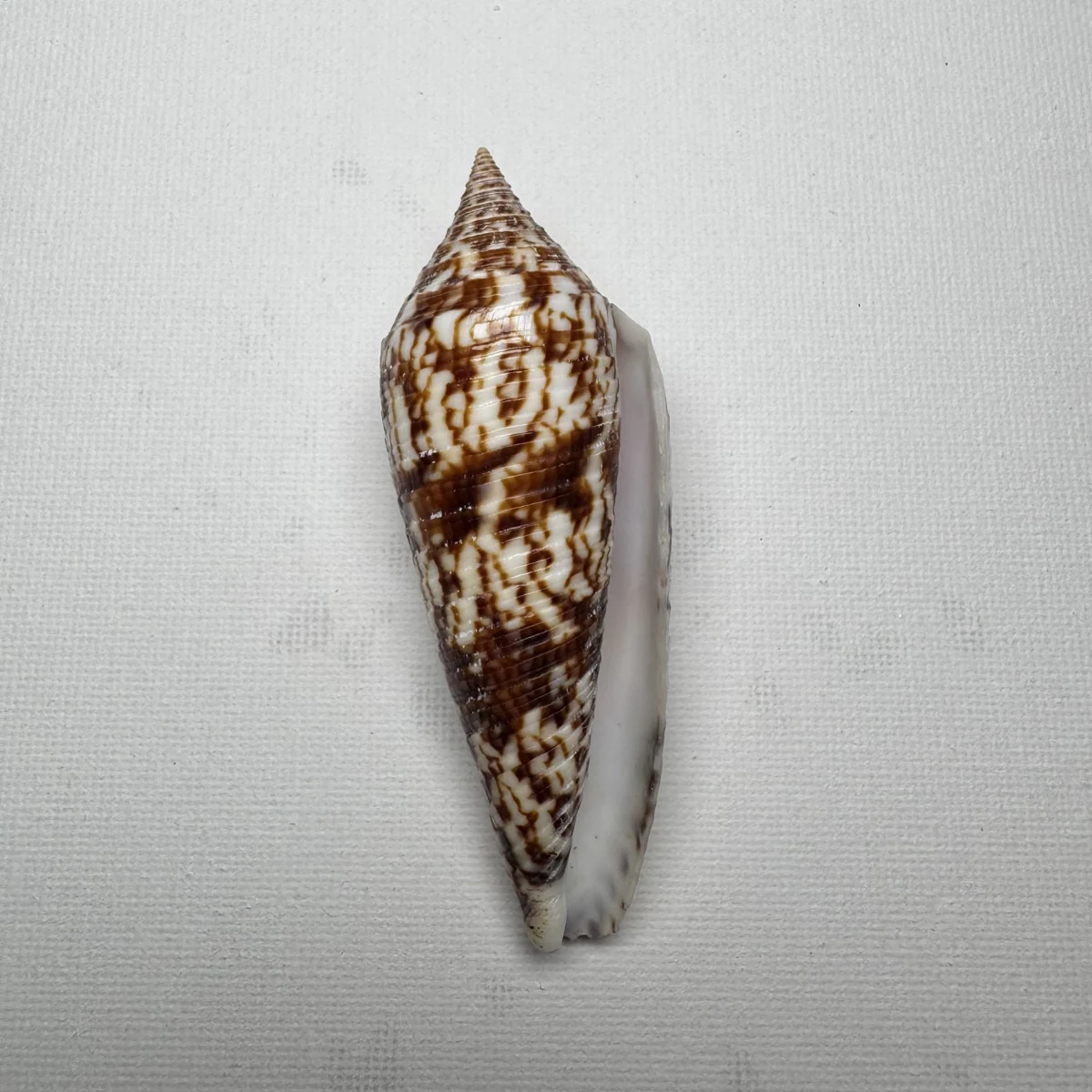 Conus australis