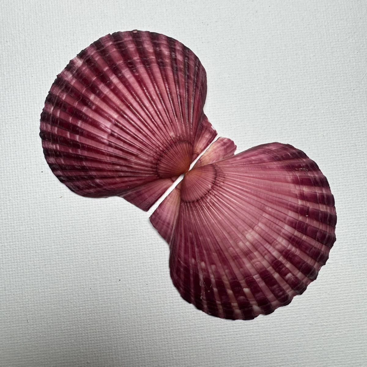 Argopecten irradians