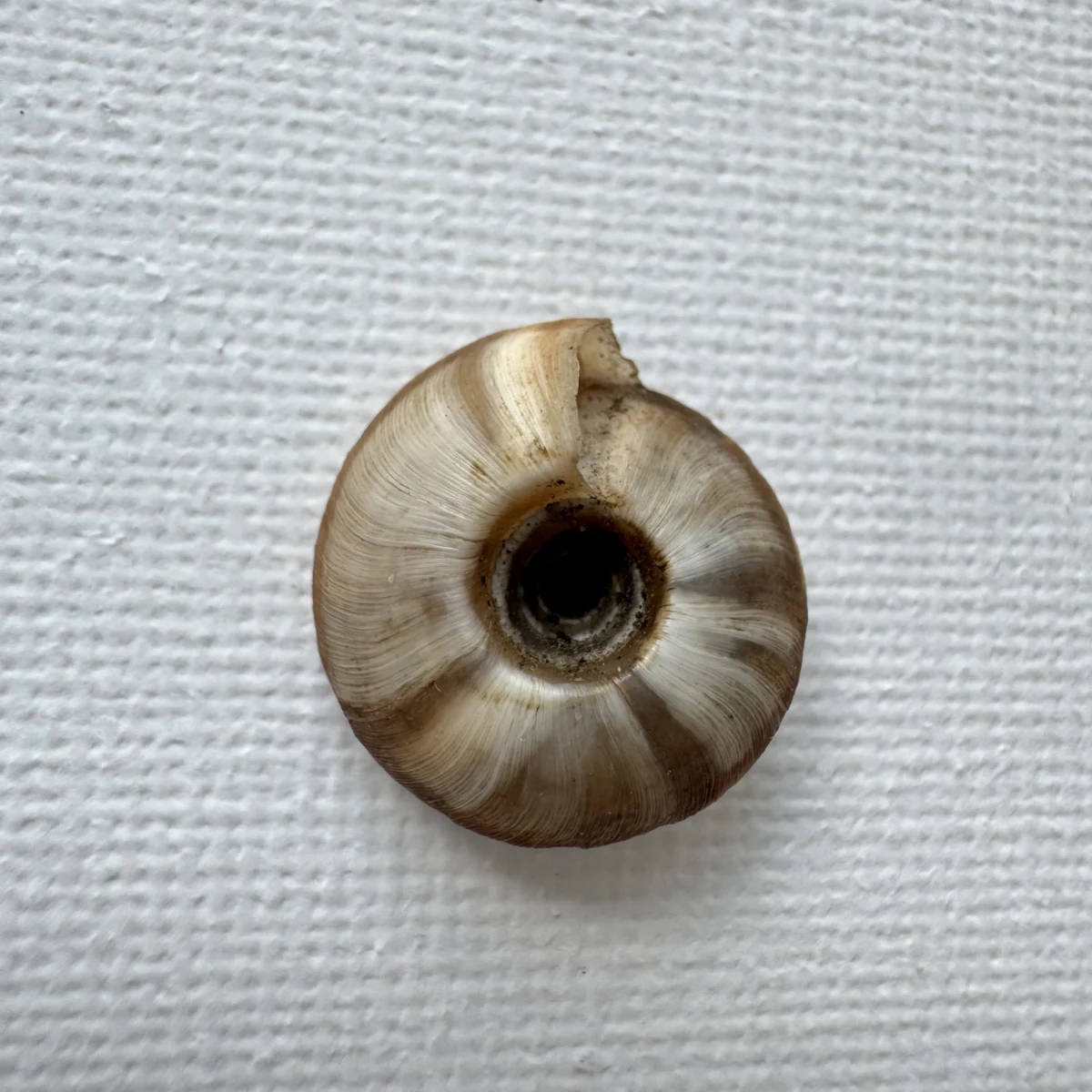  Laeocathaica pewzowi 