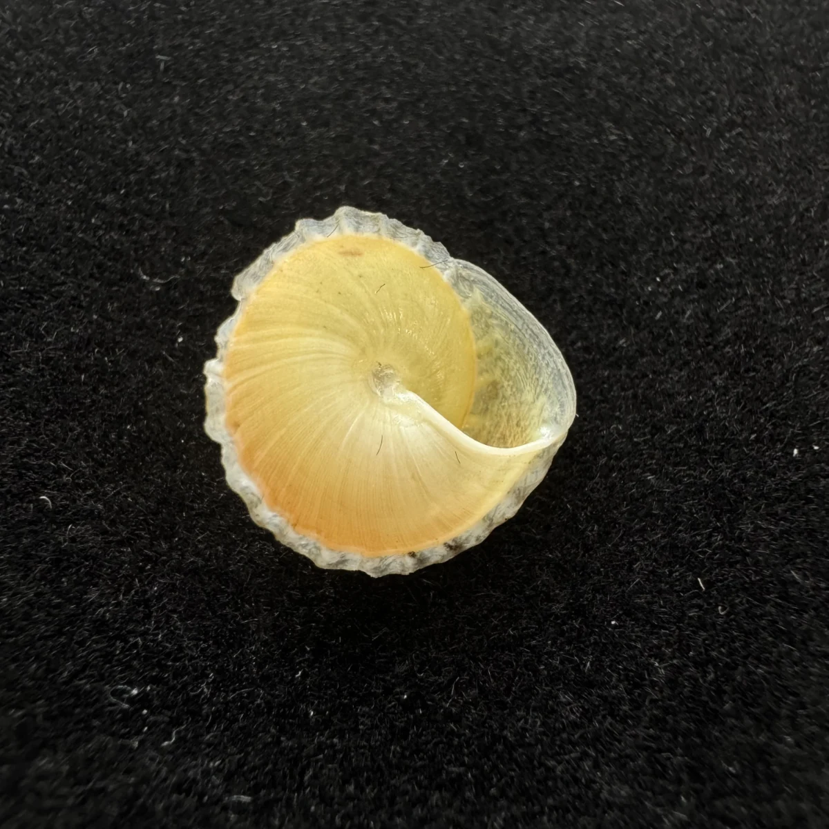 Latin：Geotrochatella martensi