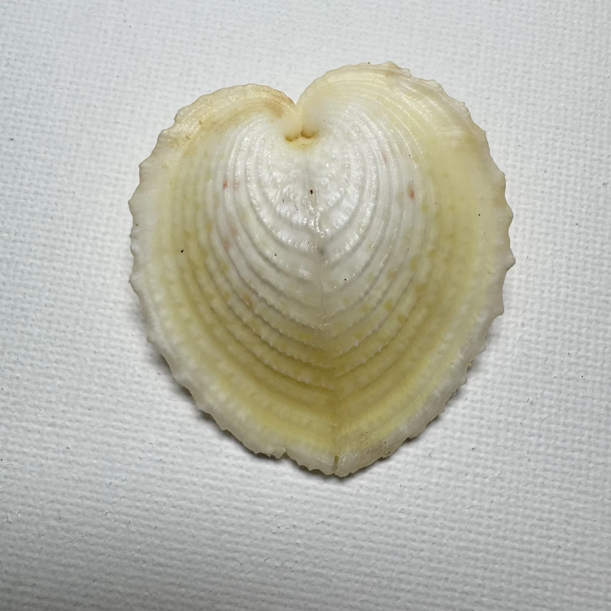 Corculum cardissa