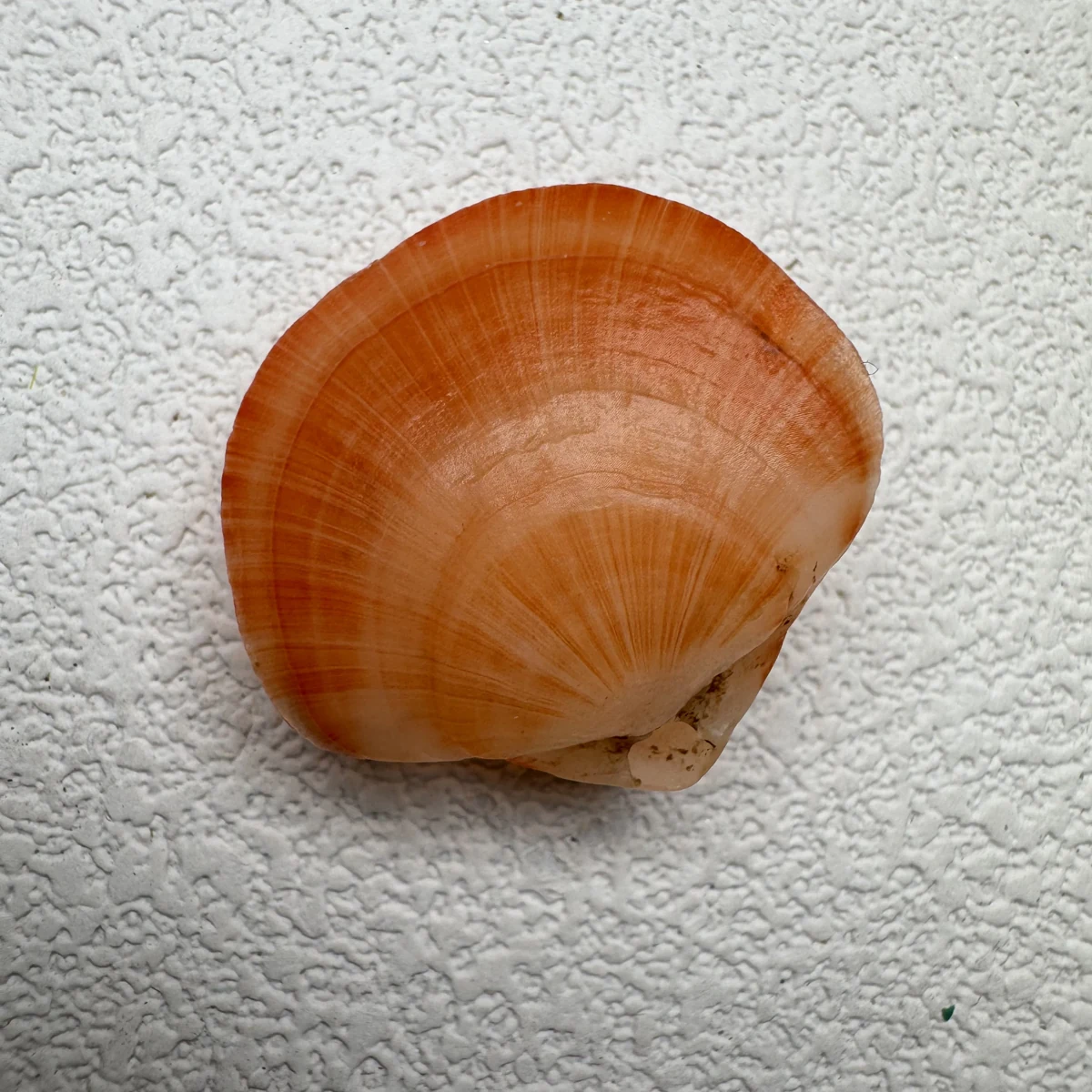 Terebratalia coreanica