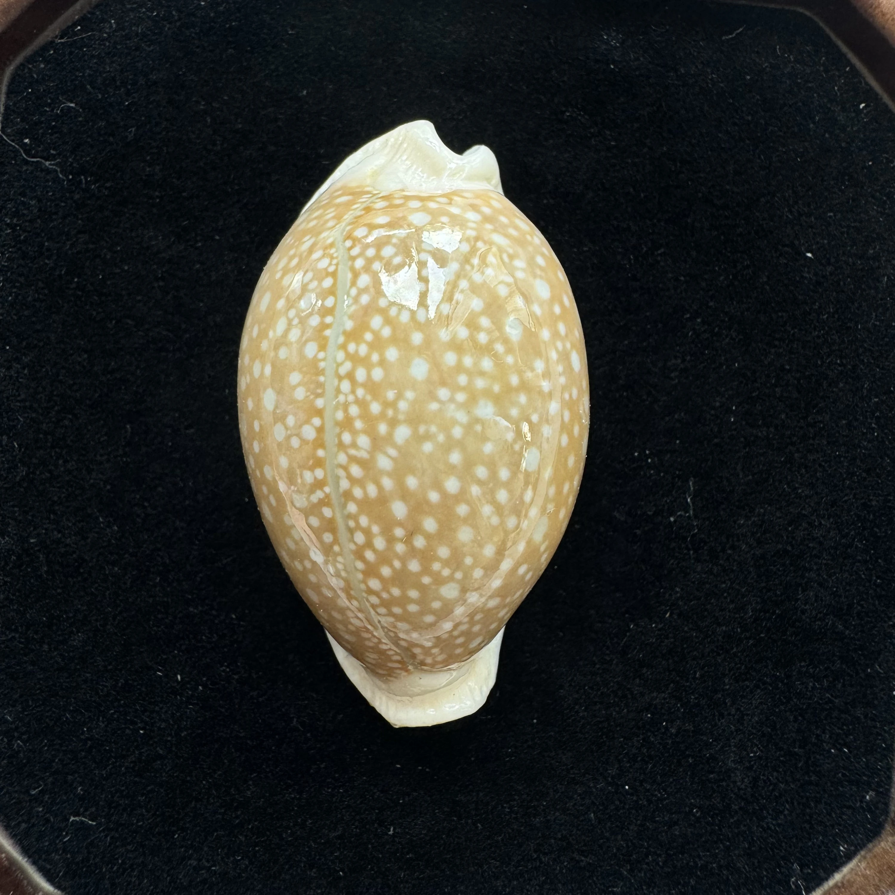 Naria miliaris