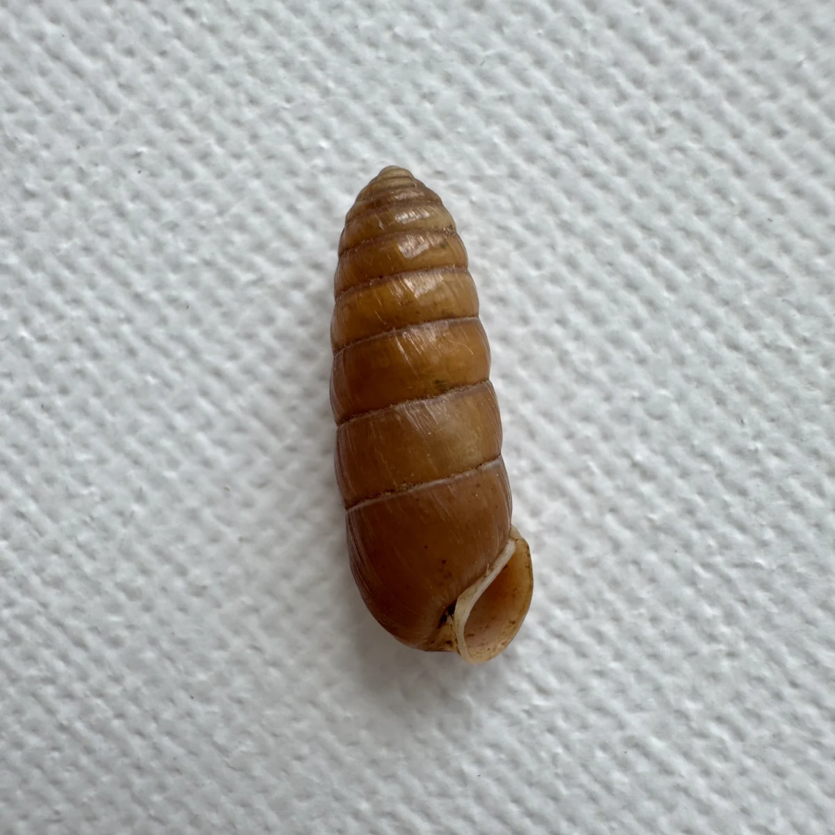 Pseudobuliminus sp.