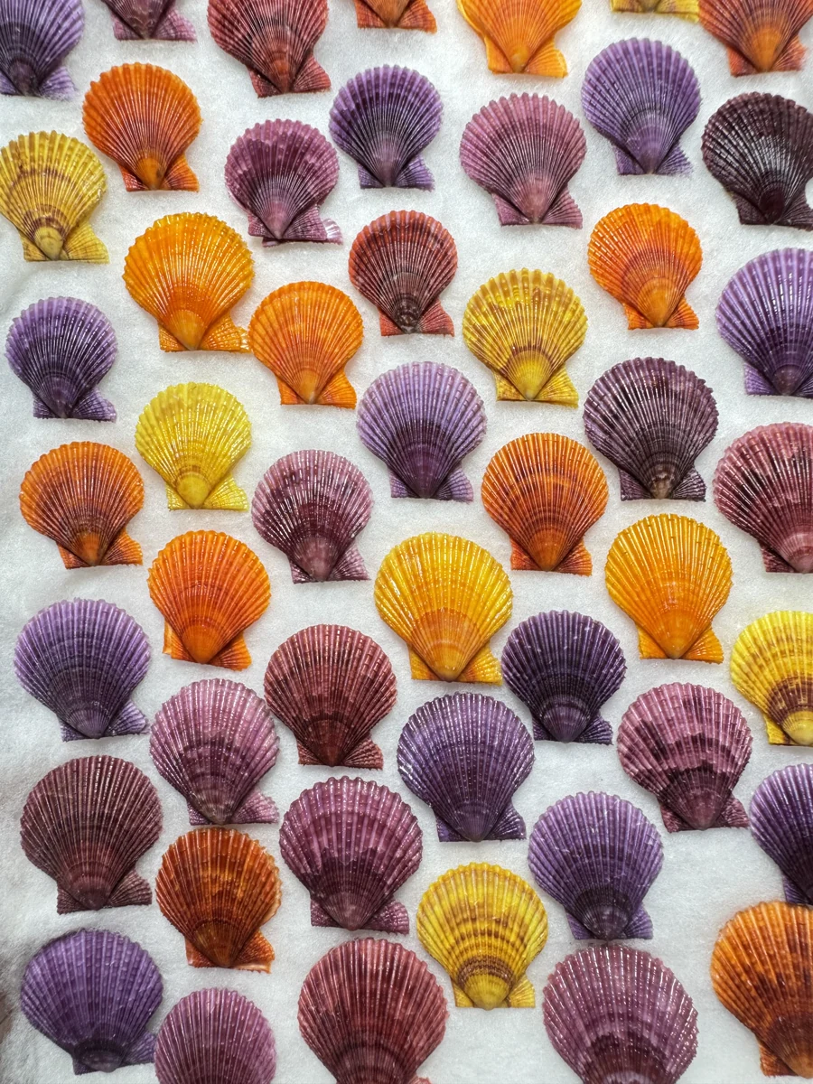 Mimachlamys crassicostata