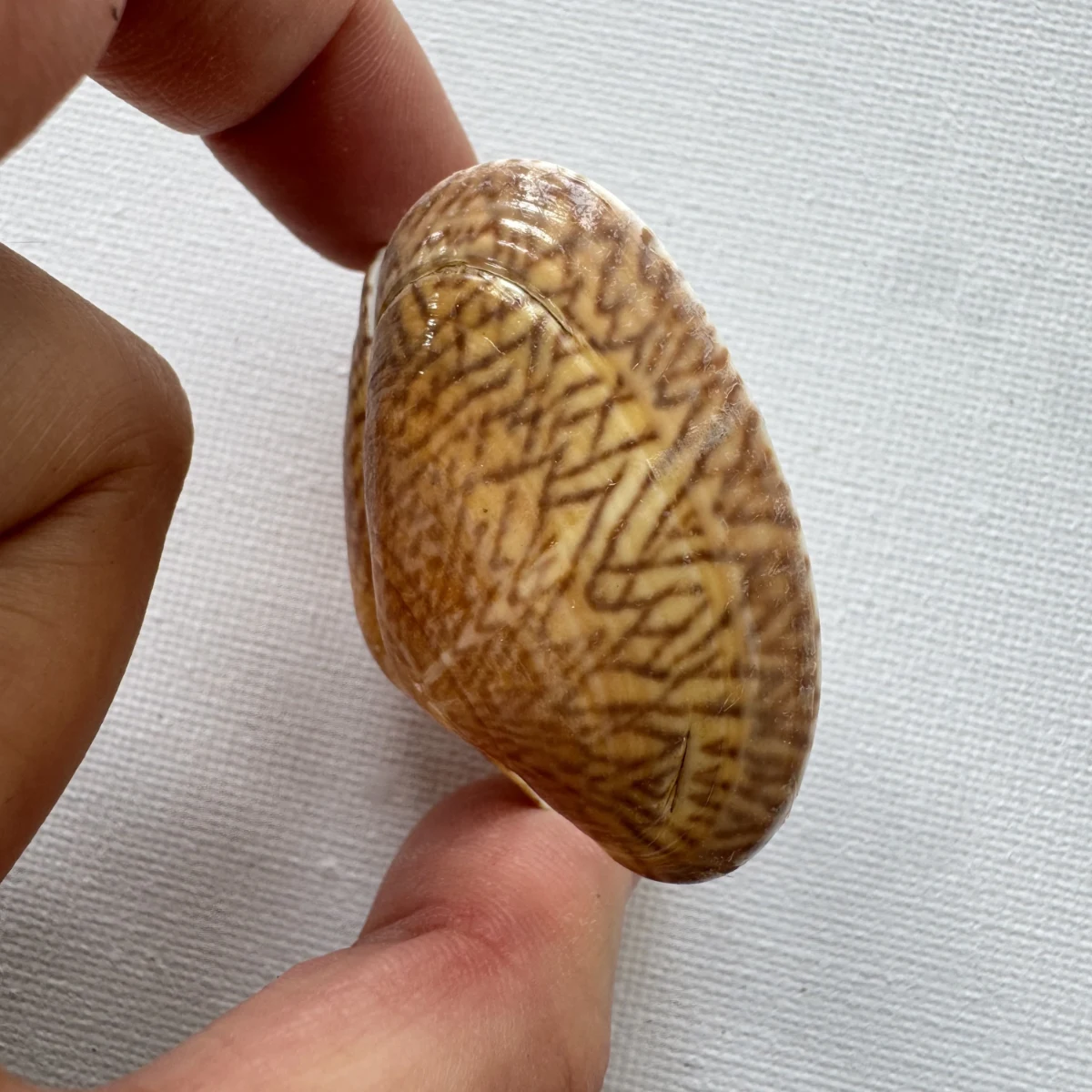  Paphia undulata