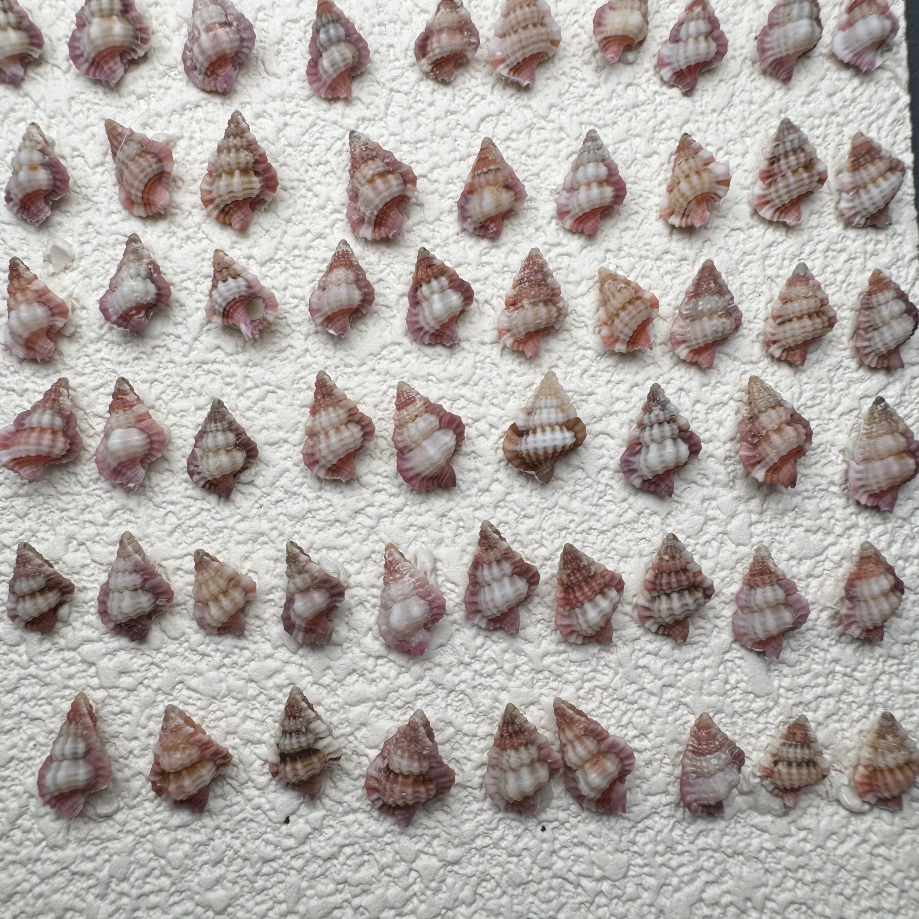 Gyrineum lacunatum