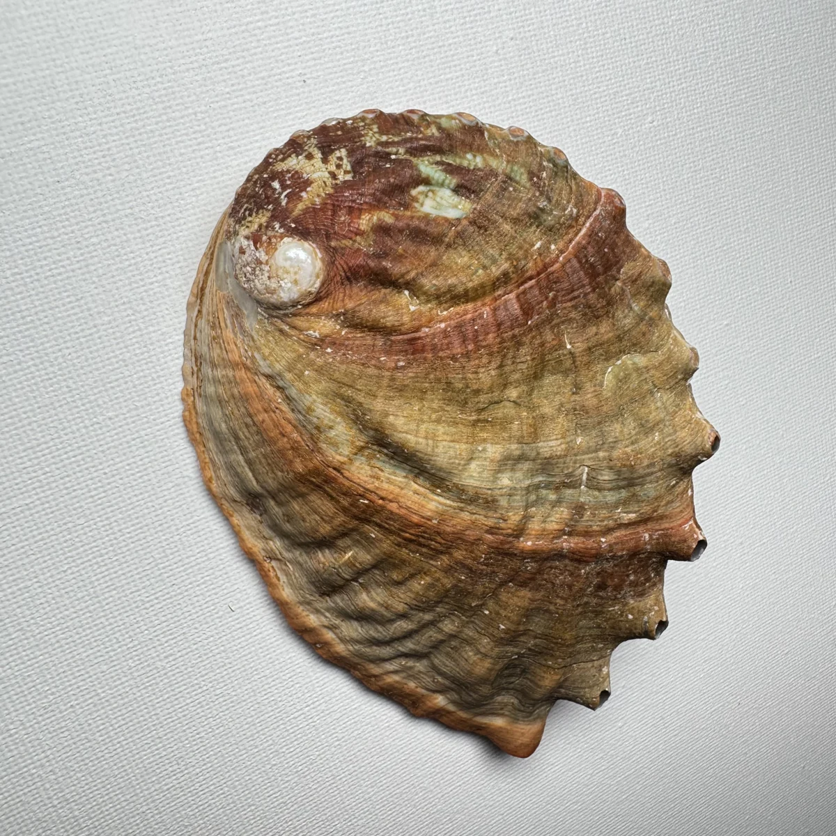 Haliotis discus