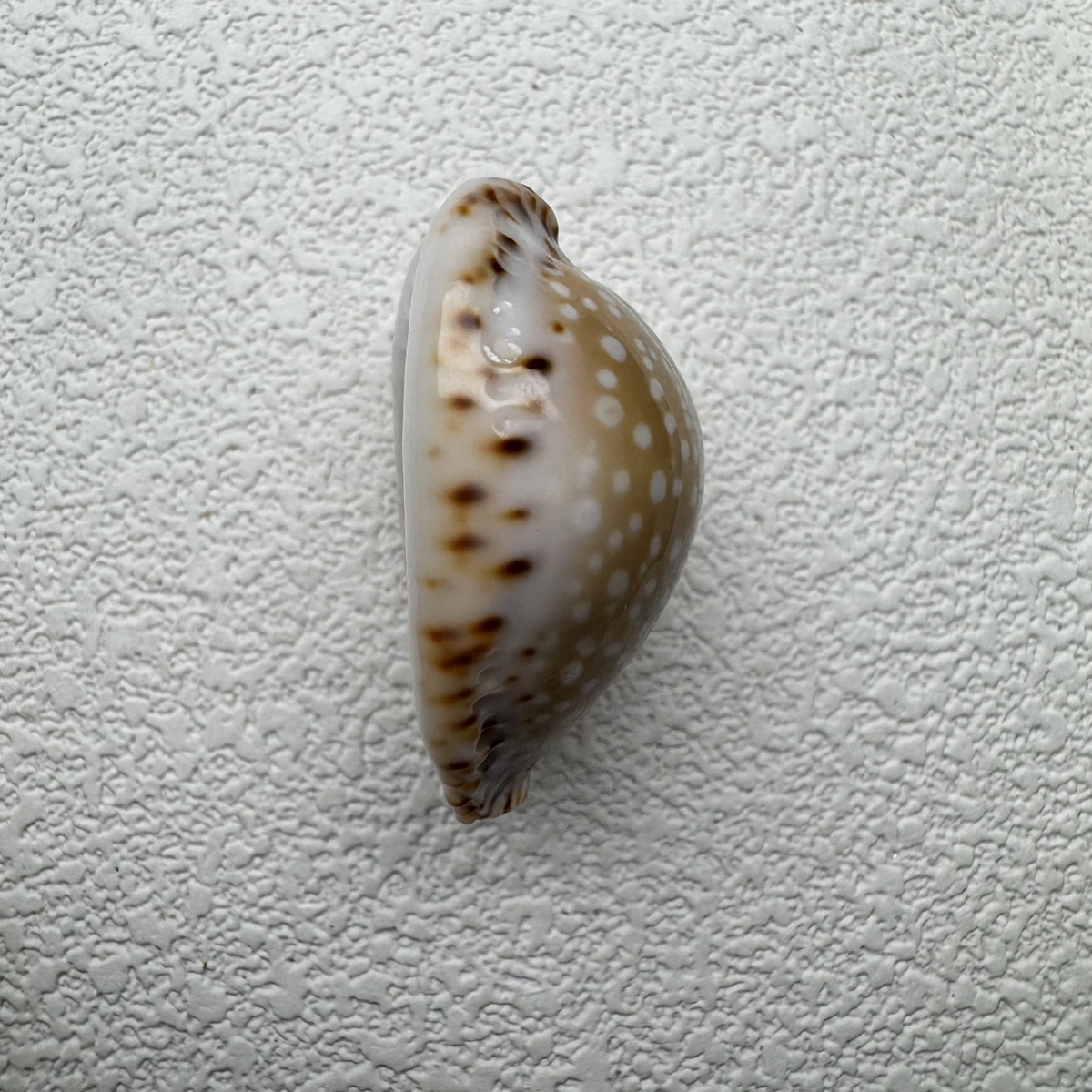 Naria lamarckii