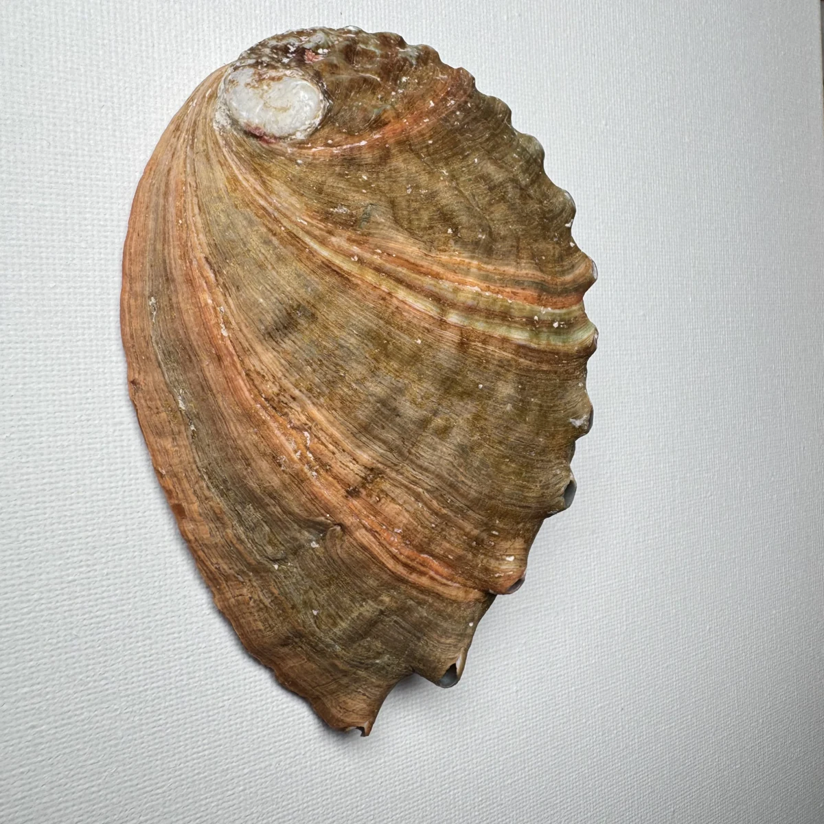 Haliotis discus