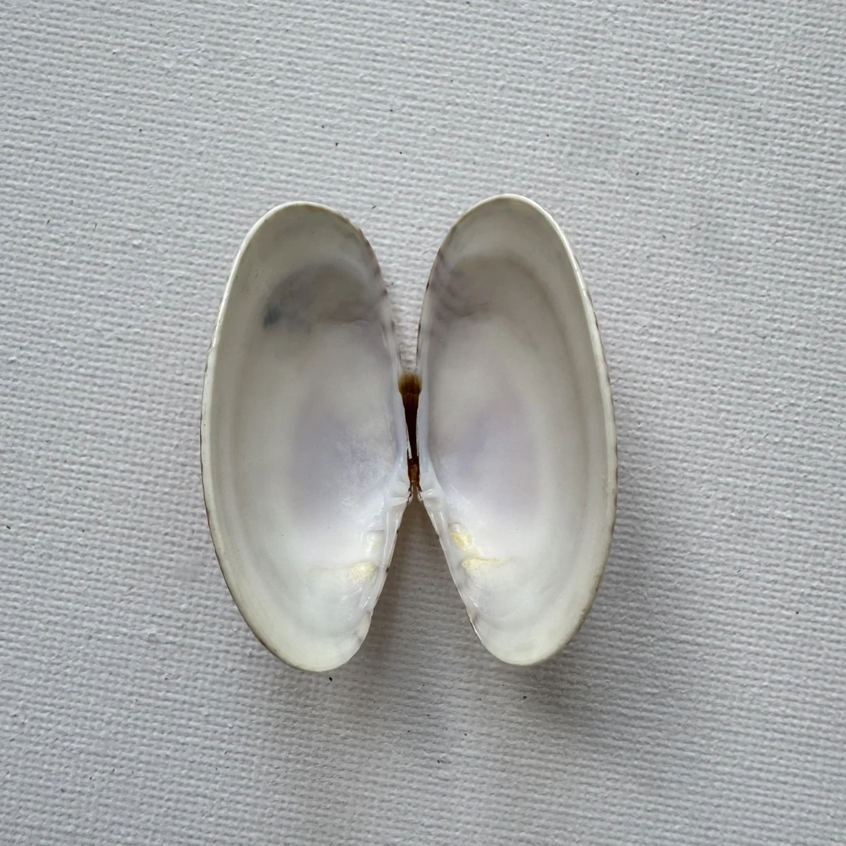  Paphia undulata